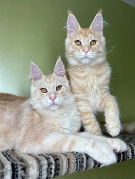 Maine Coons