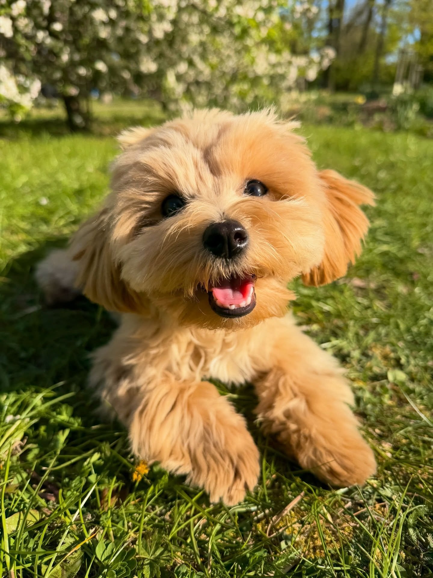 Lucy